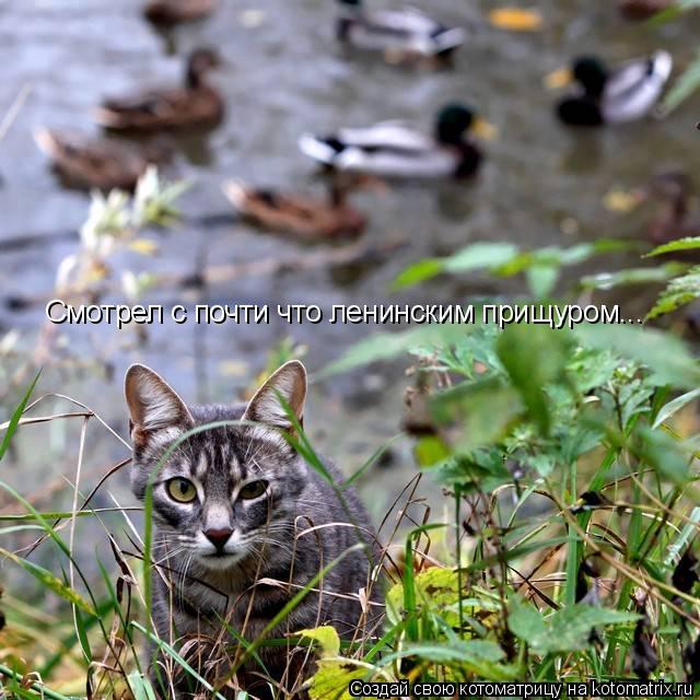 Смотрел с почти что ленинским прищуром...... Котоматрица: Смотрел с почти что ленинским прищуром...