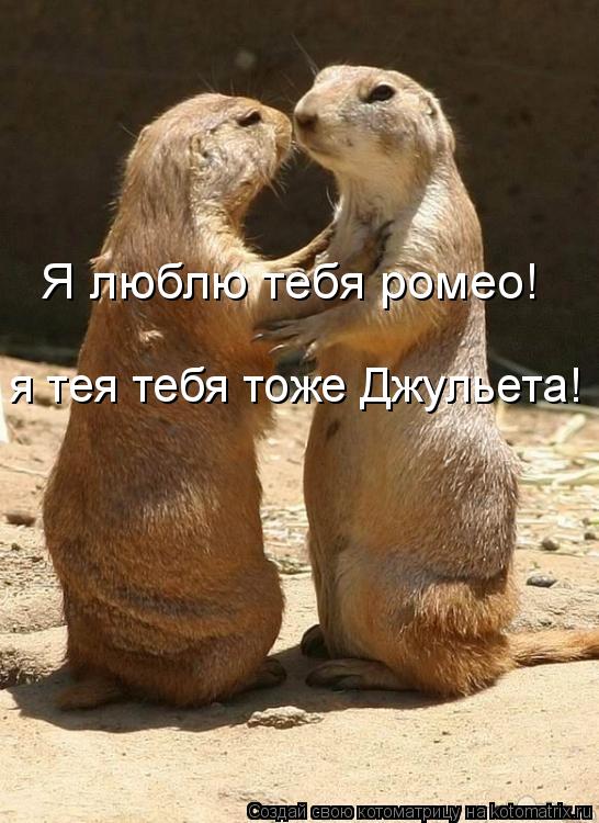 Котоматрица: Я люблю тебя ромео! я тея тебя тоже Джульета!