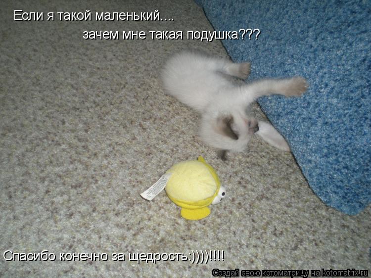 Если я такой маленький.... зачем мне такая подушка??? Спасибо конечно за щедрость:))))!!!!... Котоматрица: Если я такой маленький.... зачем мне такая подушка??? Спасибо конечно за щедрость:))))!!!!