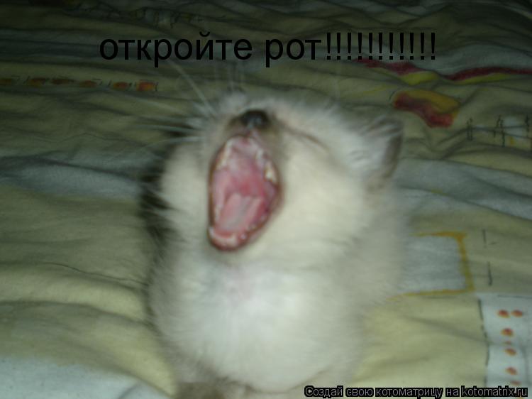 откройте рот!!!!!!!!!!!... Котоматрица: откройте рот!!!!!!!!!!!