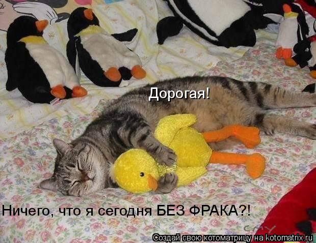 Дорогая! Ничего, что я сегодня БЕЗ ФРАКА?!... Котоматрица: Дорогая! Ничего, что я сегодня БЕЗ ФРАКА?!
