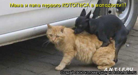 Мама и папа первого КОТОПёСА в молодости!!!... Котоматрица: Мама и папа первого КОТОПёСА в молодости!!!