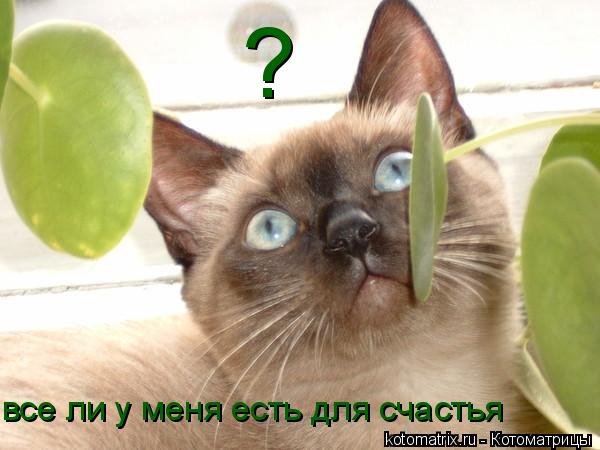 ? все ли у меня есть для счастья... Котоматрица: ? все ли у меня есть для счастья