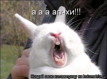 а а а апчхи!!!... Котоматрица: а а а апчхи!!!