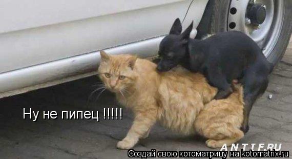 Ну не пипец !!!!!... Котоматрица: Ну не пипец !!!!!