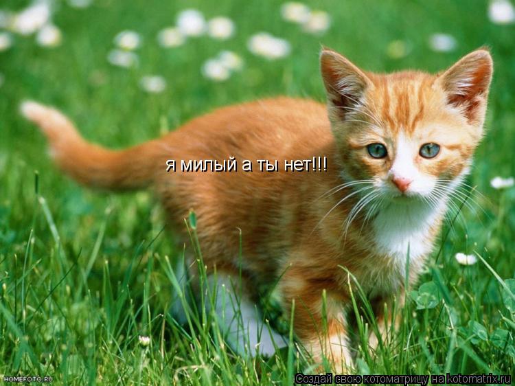 я милый а ты нет!!!... Котоматрица: я милый а ты нет!!!