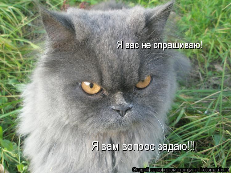 Котоматрица: Я вас не спрашиваю!  Я вам вопрос задаю!!!