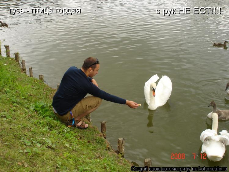гусь - птица гордая с рук НЕ ЕСТ!!!!... Котоматрица: гусь - птица гордая с рук НЕ ЕСТ!!!!