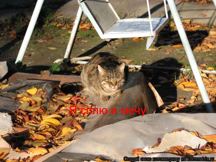 Я сплю и мечу... Котоматрица: Я сплю и мечу
