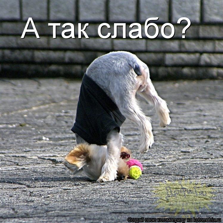 А так слабо?... Котоматрица: А так слабо?
