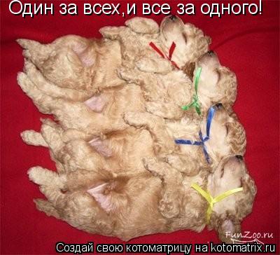 Один за всех,и все за одного!... Котоматрица: Один за всех,и все за одного!