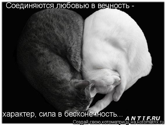 Соединяются любовью в вечность - характер, сила в бесконечность...... Котоматрица: Соединяются любовью в вечность - характер, сила в бесконечность...