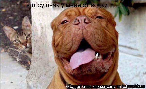 вот сушняк у меня от водки............ Котоматрица: вот сушняк у меня от водки.........