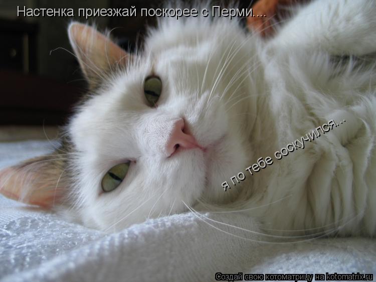 Настенка приезжай поскорее с Перми.... я по тебе соскучился...... Котоматрица: Настенка приезжай поскорее с Перми.... я по тебе соскучился...