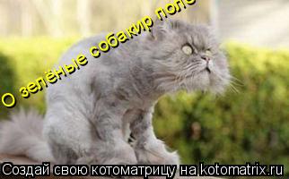 Котоматрица: О зелёные собакир полетели!!!