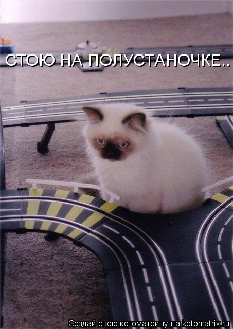 Котоматрица: СТОЮ НА ПОЛУСТАНОЧКЕ..