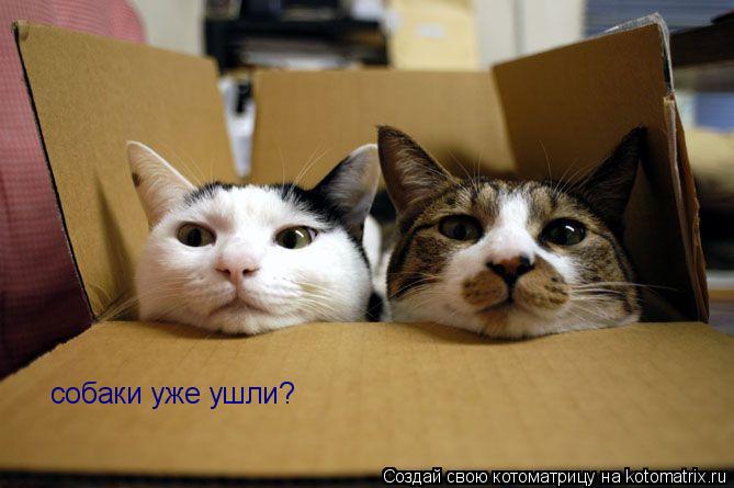 собаки уже ушли?... Котоматрица: собаки уже ушли?