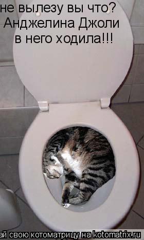 не вылезу вы что? Анджелина Джоли в него ходила!!!... Котоматрица: не вылезу вы что? Анджелина Джоли в него ходила!!!
