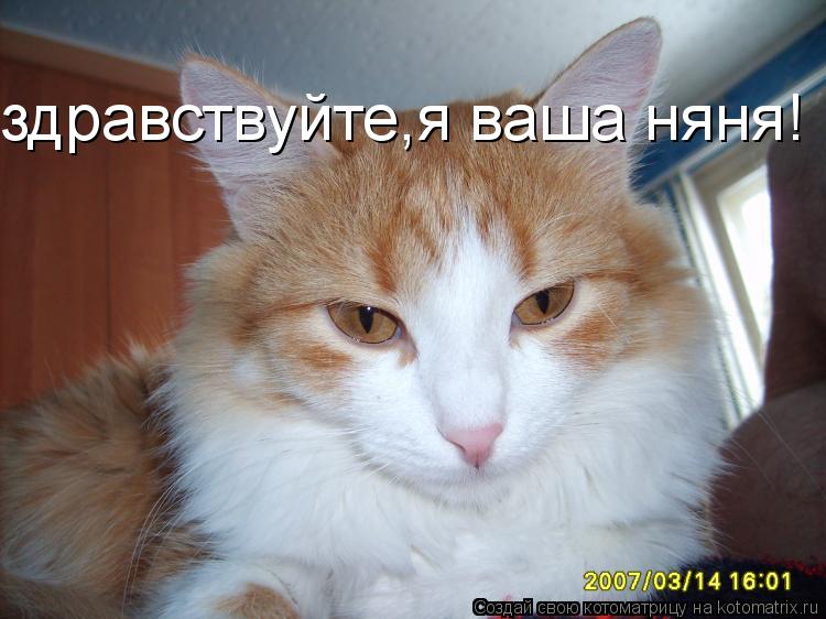 здравствуйте,я ваша няня!... Котоматрица: здравствуйте,я ваша няня!