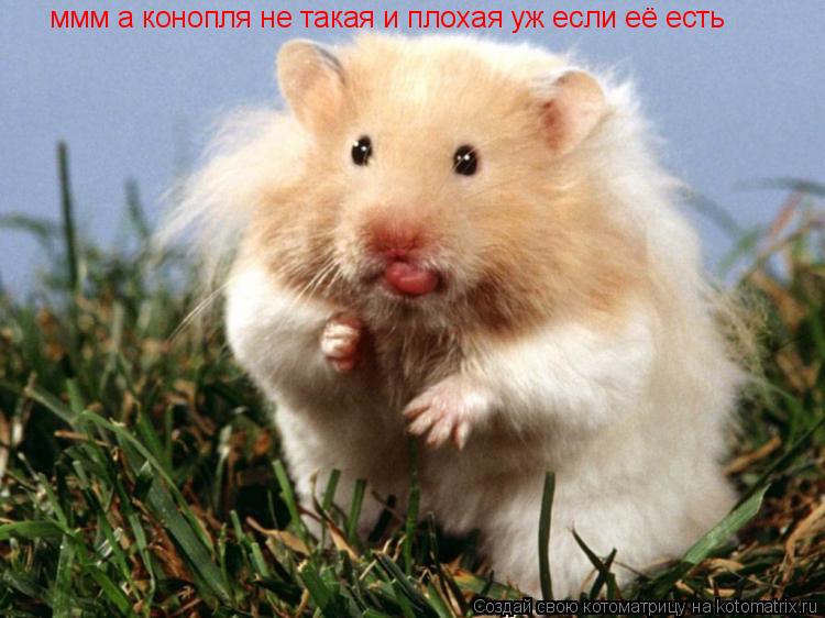 Котоматрица: ммм а конопля не такая и плохая уж если её есть