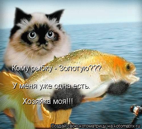 Котоматрица: Кому рыбку - Золотую??? У меня уже одна есть. Хозяйка моя!!!