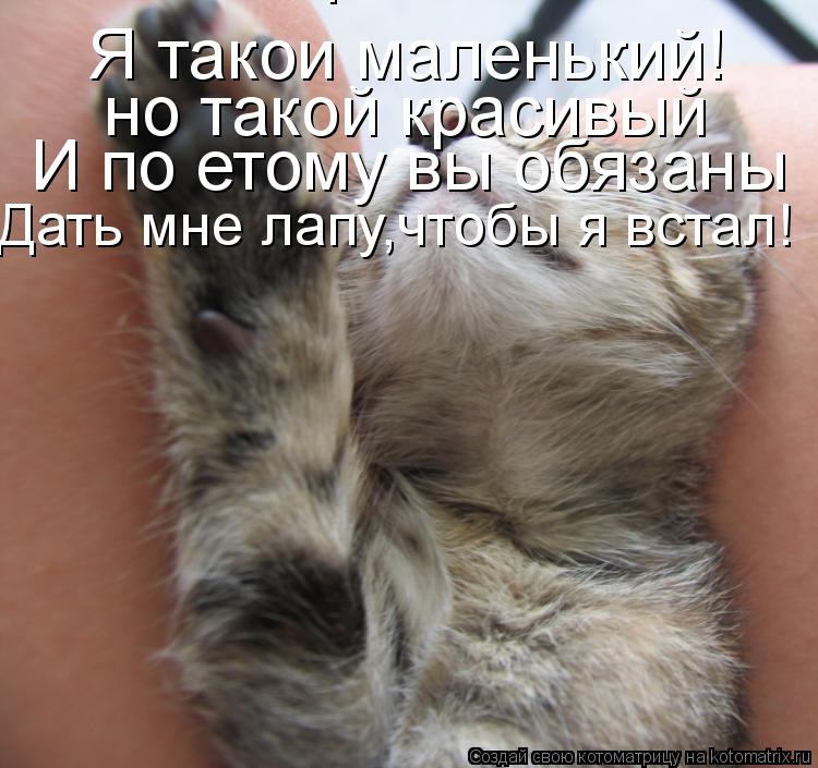 Я такои маленький! но такой красивый но такой красивый И по етому вы обязаны Дать мне лапу,чтобы я вс... Котоматрица: Я такои маленький! но такой красивый но такой красивый И по етому вы обязаны Дать мне лапу,чтобы я встал!