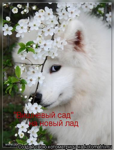 "Вишневый сад" на новый лад... Котоматрица: "Вишневый сад" на новый лад