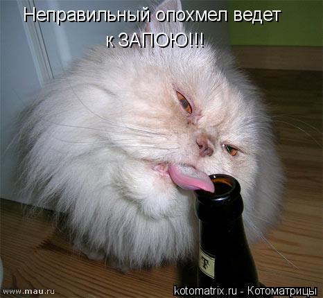 Котоматрица: Неправильный опохмел ведет  к ЗАПОЮ!!!