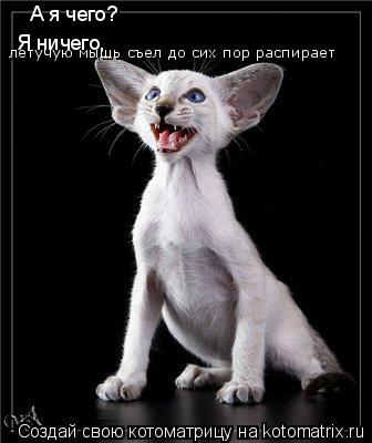 Котоматрица: А я чего?  Я ничего,  летучую мышь съел до сих пор распирает