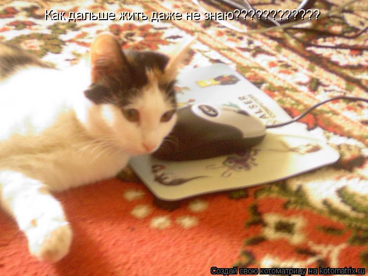 Котоматрица: Как дальше жить даже не знаю????????????