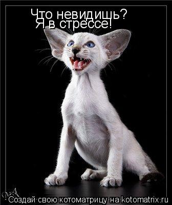 Что невидишь? Я в стрессе!... Котоматрица: Что невидишь? Я в стрессе!