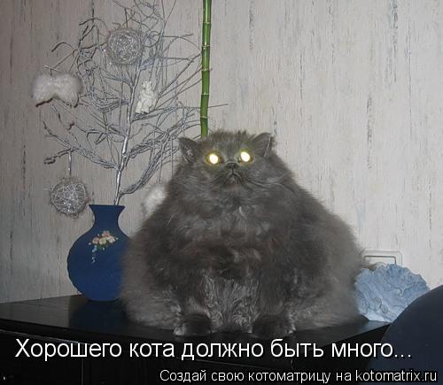 Хорошего кота должно быть много...... Котоматрица: Хорошего кота должно быть много...