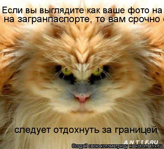 Котоматрица: Если вы выглядите как ваше фото на загранпаспорте,   на загранпаспорте, то вам срочно следует отдохнуть за границей  следует отдохнуть за гр