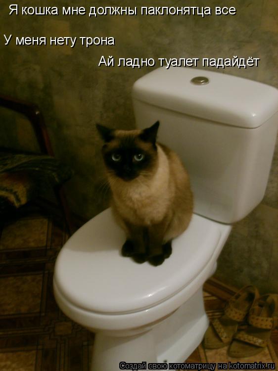 Я кошка мне должны паклонятца все У меня нету трона Ай ладно туалет падайдёт... Котоматрица: Я кошка мне должны паклонятца все У меня нету трона Ай ладно туалет падайдёт