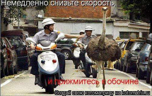 Котоматрица: Немедленно снизьте скорость, и прижмитесь к обочине