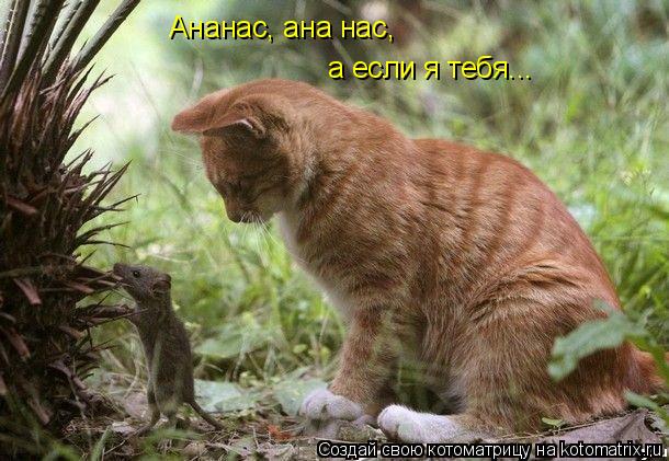 Ананас, ана нас, а если я тебя...... Котоматрица: Ананас, ана нас, а если я тебя...