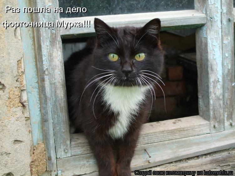 Раз пошла на дело форточница Мурка!!!... Котоматрица: Раз пошла на дело форточница Мурка!!!