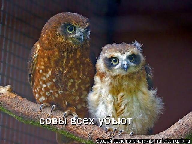 совы всех убъют... Котоматрица: совы всех убъют