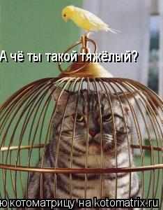 А чё ты такой тяжёлый?... Котоматрица: А чё ты такой тяжёлый?