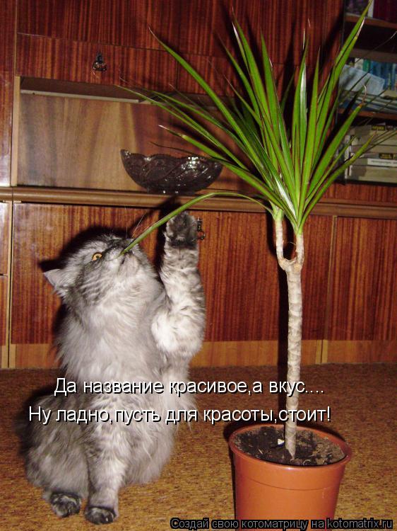 Котоматрица: Да название красивое,а вкус.... Ну ладно,пусть для красоты,стоит!