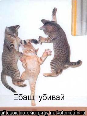 Котоматрица: Ебаш, убивай