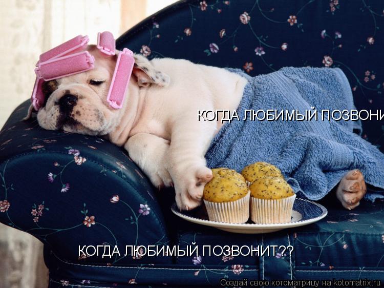 Котоматрица: КОГДА ЛЮБИМЫЙ ПОЗВОНИТ?? КОГДА ЛЮБИМЫЙ ПОЗВОНИТ??