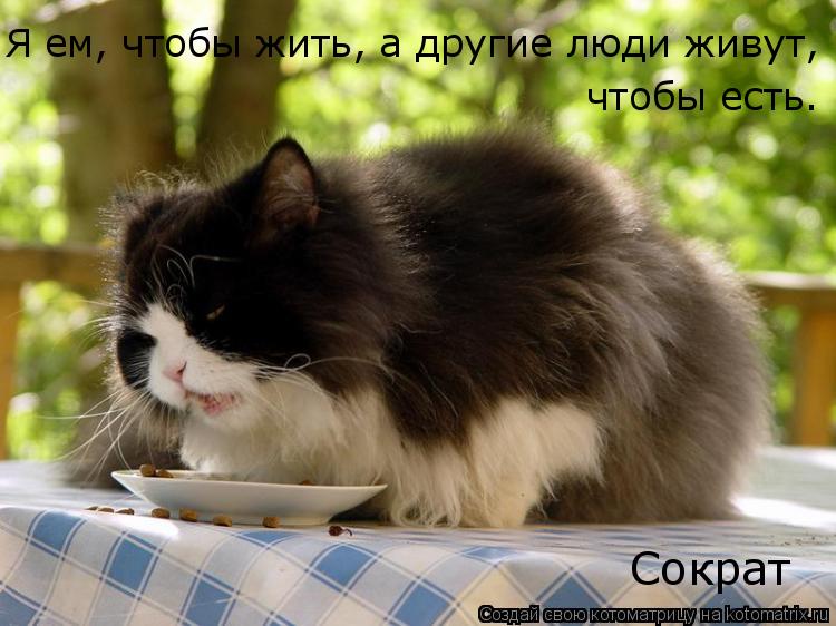 Я ем, чтобы жить, а другие люди живут, чтобы есть. Сократ... Котоматрица: Я ем, чтобы жить, а другие люди живут, чтобы есть. Сократ