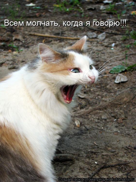 Всем молчать, когда я говорю!!!... Котоматрица: Всем молчать, когда я говорю!!!