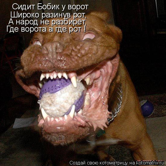 Котоматрица: Сидит Бобик у ворот Широко разинув рот, А народ не разбирёт, Где ворота а где рот !