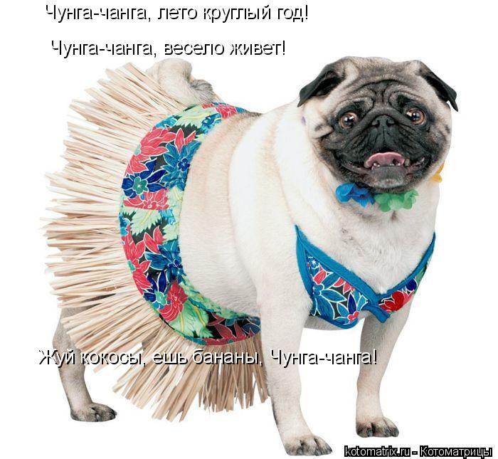 Котоматрица: Чунга-чанга, весело живет! Чунга-чанга, лето круглый год! Жуй кокосы, ешь бананы, Чунга-чанга!