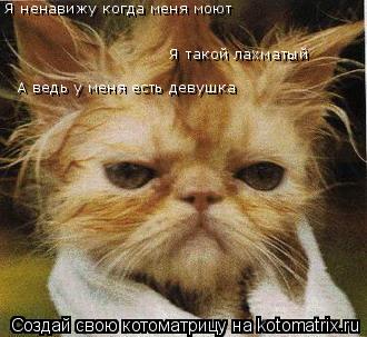 Котоматрица: Я ненавижу когда меня моют  Я такой лахматый  А ведь у меня есть девушка