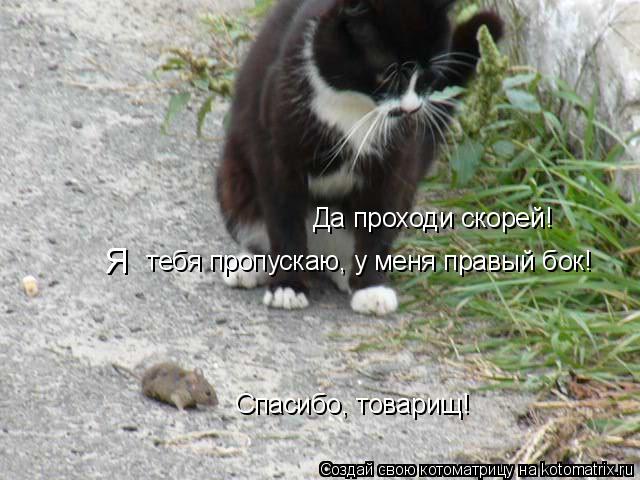 Да проходи скорей! тебя пропускаю, у меня правый бок! Я Спасибо, товарищ!... Котоматрица: Да проходи скорей! тебя пропускаю, у меня правый бок! Я Спасибо, товарищ!