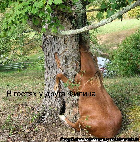В гостях у друга Филина... Котоматрица: В гостях у друга Филина