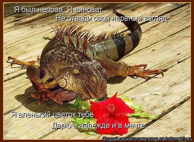 Котоматрица: Я был неправ. Я виноват... Не отводи свой нервный взгляд... Я аленький цветок тебе Дарю в надежде и в мечте...